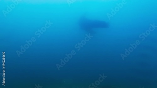 Wallpaper Mural Steller Sea Lion Swimming Underwater in Hokkaido Japan Torontodigital.ca