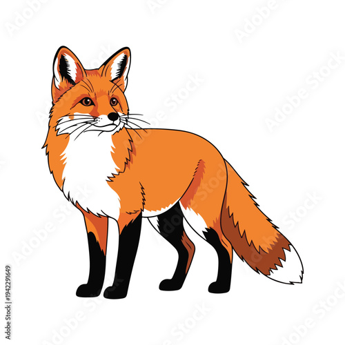 A cute red fox cartoon illustration of a young Vulpes vulpes mammal standing wild and isolated on a white background as a high-quality wildlife vector