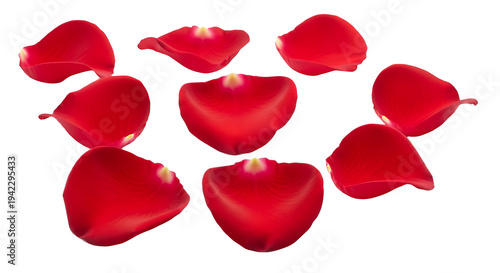 Scattered red rose petals realistic vector illustration for romantic design isolated on white background.