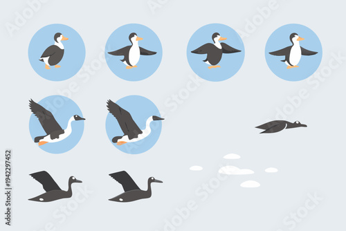 Stylized puffin illustrations depicting flight and swimming motions in sequence