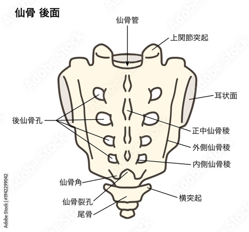 仙骨と尾骨の後面の解剖学的イラスト