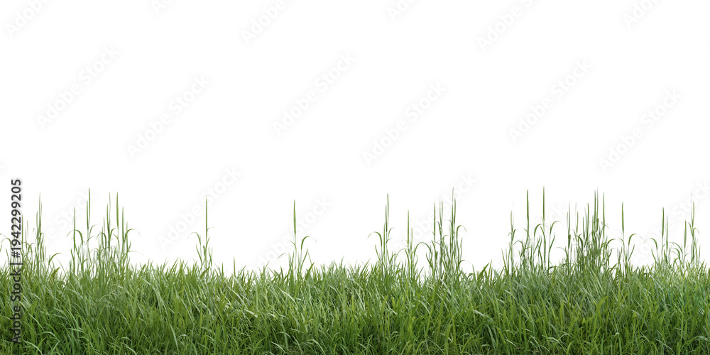 Obraz premium Fresh green grass meadow border isolated on transparent background 3d rendering png