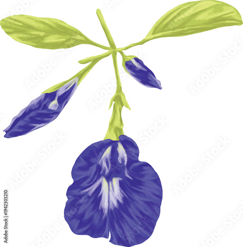Butterfly Pea Flower Botanical Blue Painting Illustration