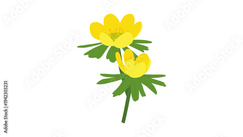 Foto Eranthis hyemalis winter aconite yellow spring flowers