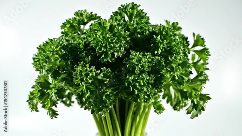 Fresh green curly herb with water droplets on a white background