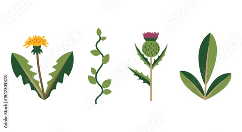 Weeds Line art vector set clean modern tone