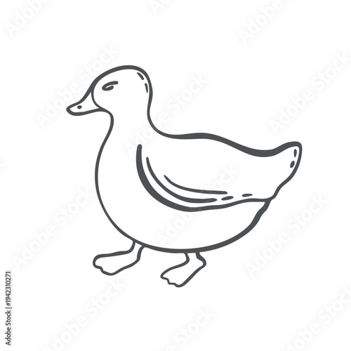 Duck vector graphic illustration for design of farming and zoological themes. Whimsical hand drawn isolated poultry. Black and white doodle of waterfowl bird for organic products packaging, stickers.