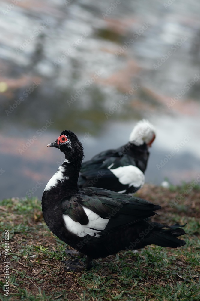 Fototapeta premium Florida ducks standing on grass at the lake.