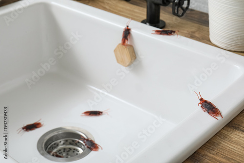 Cockroaches in sink at kitc...