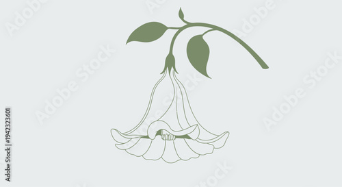 Elegant Angels Trumpet Flower Illustration with Delicate White Petals.