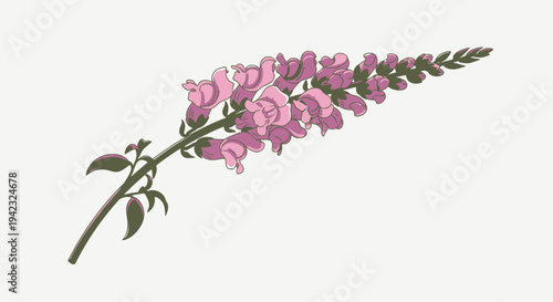Elegant Pink Snapdragon Flower Illustration on a Delicate Stem.