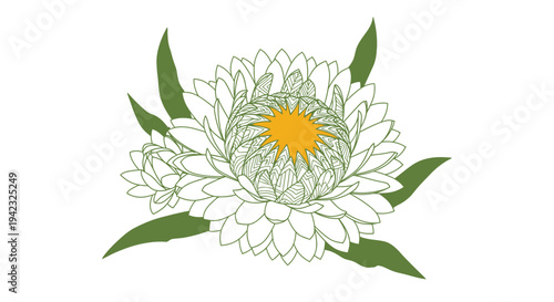 Elegant White Strawflower Illustration with Golden Center and Green Leaves.