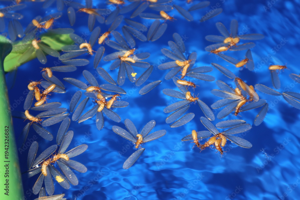 Naklejka premium in the nuptial flight, flying termites that fell into a water collection bucket and got trapped on the surface of the water, their wings sticking to the surface of the water