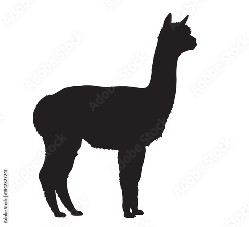 Elegant minimalist silhouette of a graceful alpaca, showcasing its distinctive profile and soft wool texture, ideal for graphic designs, educational materials, and wildlife presentations