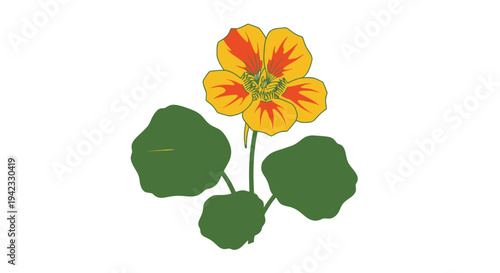 Vibrant Nasturtium Flower with Green Leaves Illustration on White Background.