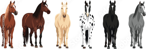 Collection of horse breeds standing front view, colorful farm horses set including brown, black, white, spotted and gray horse vector illustration isolated
