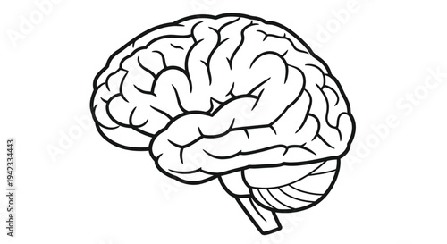 Detailed line drawing of a human brain showcasing its complex cortical folds