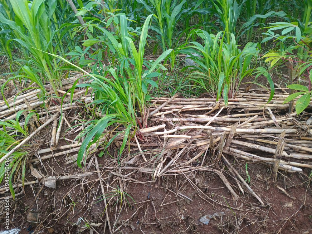 Naklejka premium Young green corn plants growing in field with dried stalk mulch on soil, showing conservation agriculture and crop residue management in a rural farm setting.