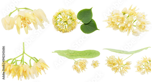 Bilde på lerret Fresh linden blossoms and vibrant green leaves collection, photographed and isolated on a transparent background
