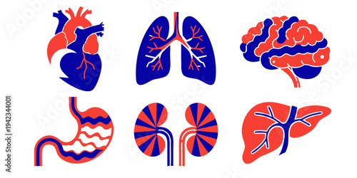 Human Anatomy Medical Organ Biology Health Vector Icon Set