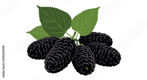 A vibrant illustration of ripe black mulberries with detailed green leaves