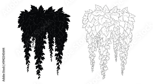 Two contrasting illustrations of cascading ivy leaves one dark and one light