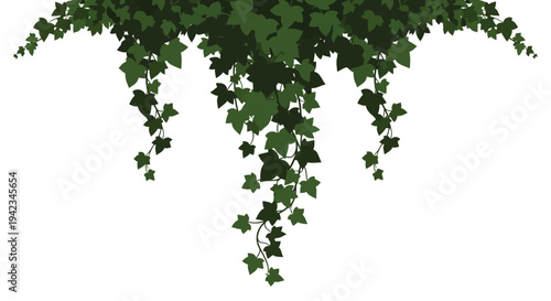 Cascading green ivy leaves against a clean white background