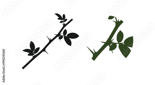 Silhouettes of thorny branches with leaves against a white background