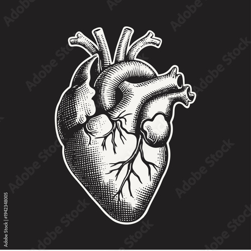 Detailed Anatomical Human Heart Engraving. Black and white vintage medical illustration on a dark background.