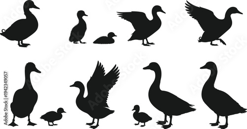 Silhouette vector illustration of ducks and ducklings in various poses, flying, walking, and standing, perfect for wildlife design and nature artwork.