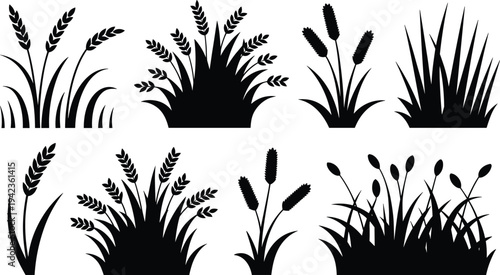 Black silhouette of wheat stalks and wild grass meadow plants isolated on a white background for farm agriculture design nature vector illustration element.