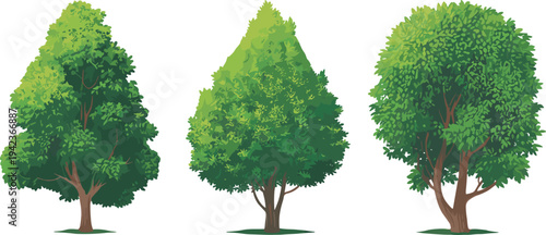 Three stylized tree illustrations with rounded canopy, conical foliage, bushy leaves, diverse trunks, nature art, environment design, botanical landscape
