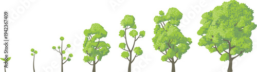 Tree life cycle stages illustration from seedling to full grown tree, green nature growth process, plant development sequence infographic isolated on white background