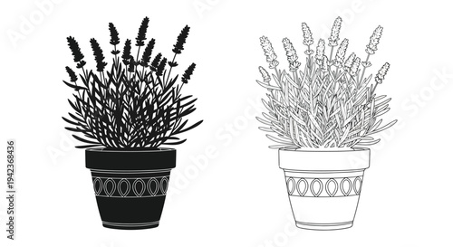Two lavender plants in pots depicted in contrasting black and white styles