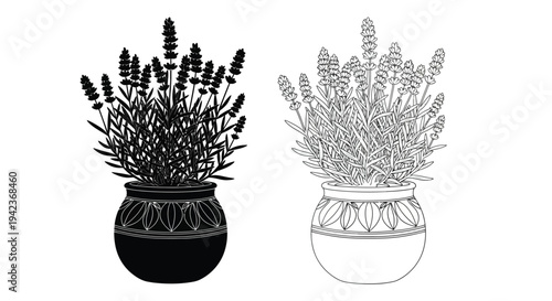 Black and white illustration of lavender bouquets in decorative pots