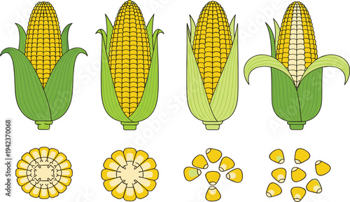 Corn Maize Vector Illustration Set with Corn Cobs, Corn Slice and Kernels for Agriculture Design, Organic Food Packaging and Farm Produce Graphics.
