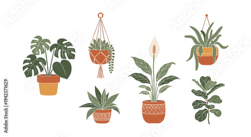 Collection of potted house plants varieties.