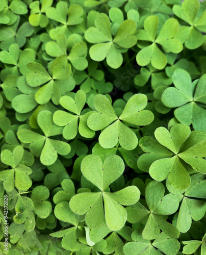 Close-up of Vibrant Green Clover Leaves