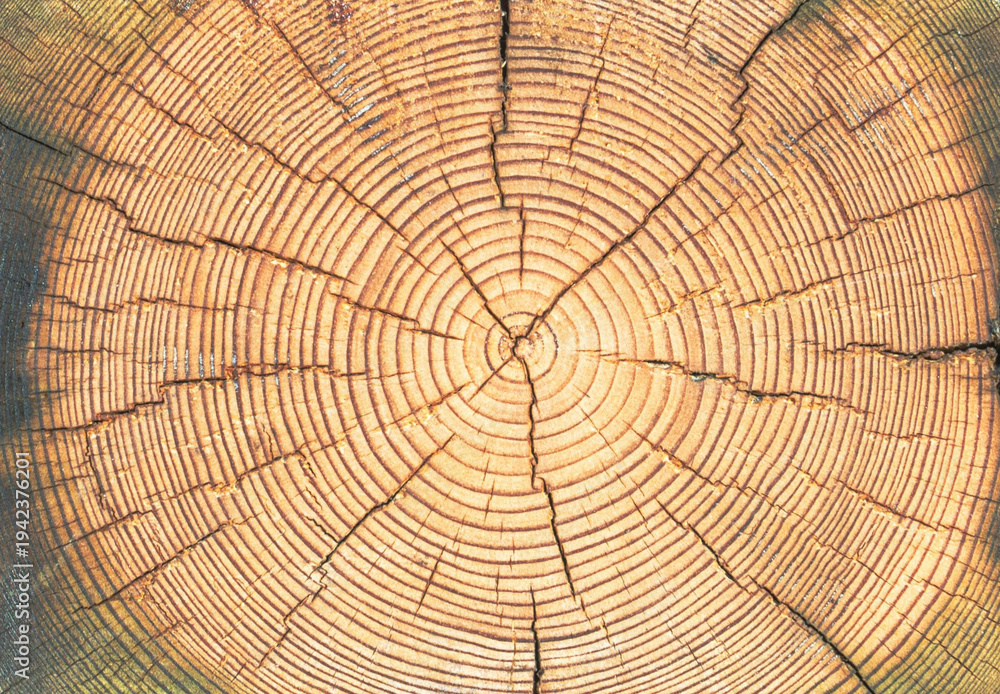 Fototapeta premium cross section of tree trunk wood background 