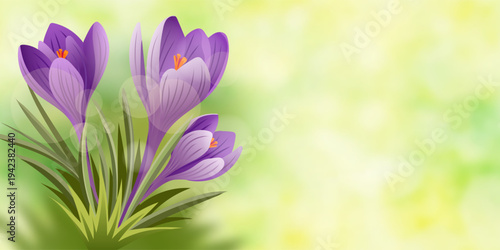 Vector drawing of crocuses, spring landscape, primary flowers