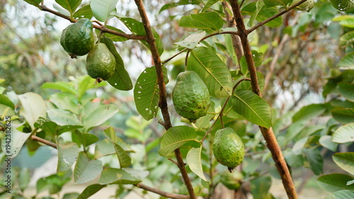 Guavas on a healthy Indian guava tree
