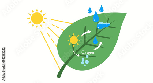 Photosynthesis process illustration: sun, leaf, water, oxygen, energy