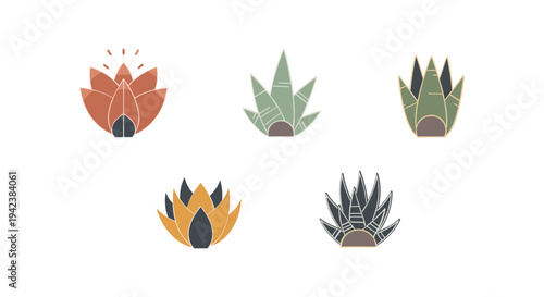 Collection of Various Succulent Plants.