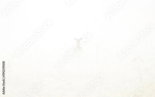 Wall Mural Birds and animals in wild nature