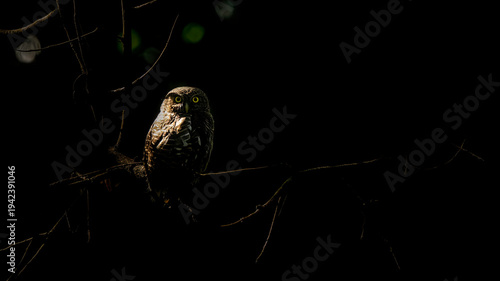Photography Birds and animals in wild nature