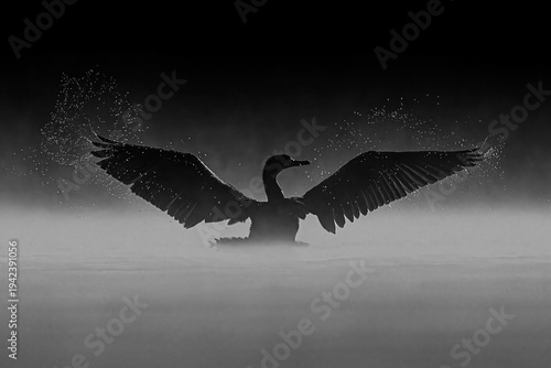 Photography Birds and animals in wild nature