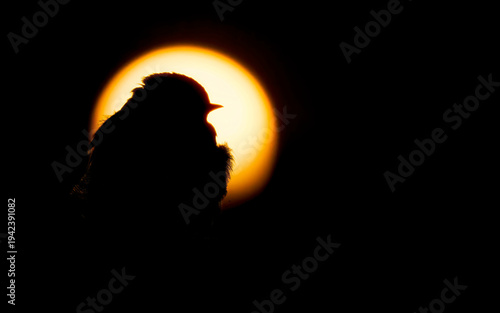 Photography Birds and animals in wild nature