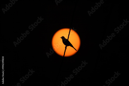 Photography Birds and animals in wild nature