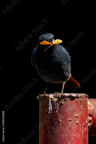 Photography Birds and animals in wild nature
