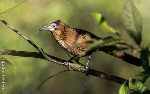 Photography Birds and animals in wild nature
